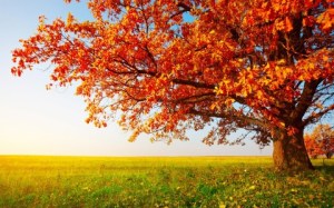 Autumn-Trees-Images-High-Definition-480x300